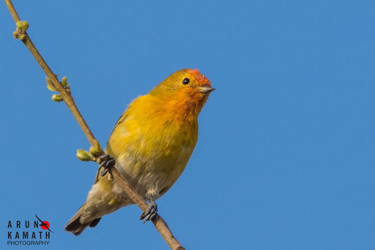 Saw this beauty last year during its passage back to Himalayas. Going again today to see if we can see this ones. The Fire CappedTit. #IndiAves #TwitterNatureCommunity #birds