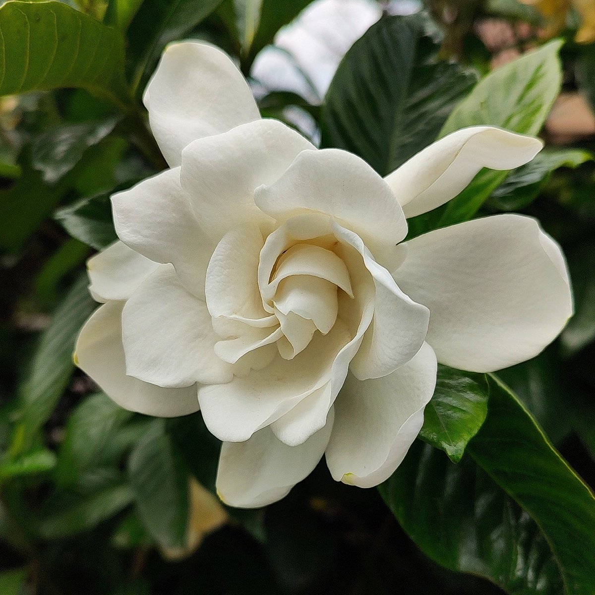 sirocco234's tweet photo. おはようございます☀
3月16日の誕生花 クチナシ
花言葉 優雅 幸せを運ぶ💴
今年発行新壱万円札の顔 渋沢栄一 氏
1840年の今日が誕生日
穏やかな土曜日をお過ごしください☺️
#梔子 #花言葉 #花好きな人と繋がりたい
#CapeJasmine
#languageofflowers #toohappy https://t.co/d8PdpfyzuC