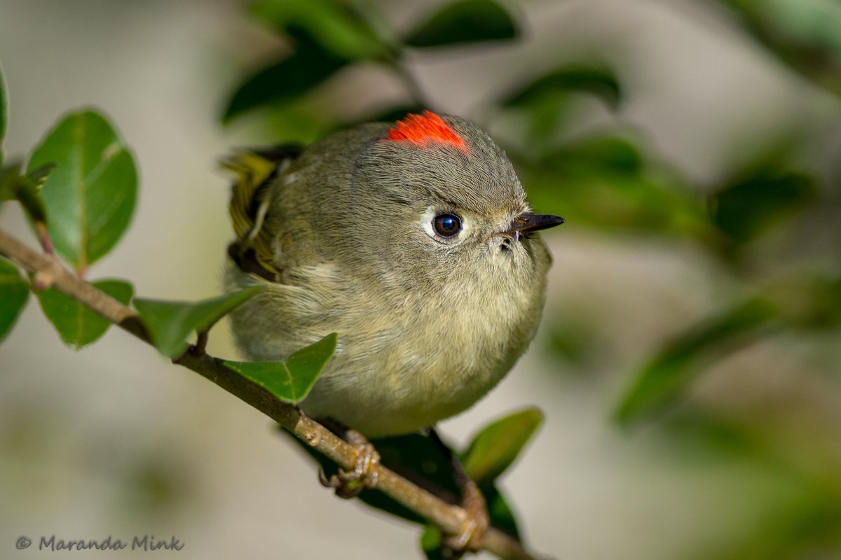 Ruby Crowned Kinglet. I love the flash of the red 'crown'. #FridayFeeling #birds #FridayFun