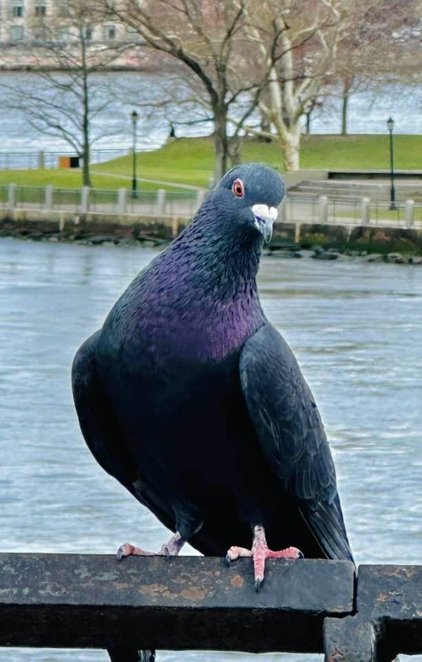 OK but I might fly away!  
#pigeon #NYCbirds #BirdsSeenIn2024 #eastriver #NYC