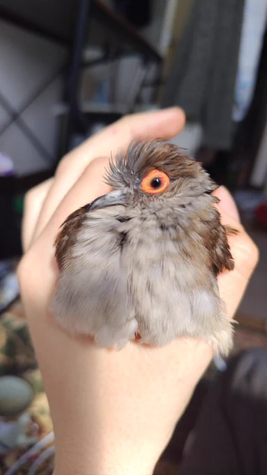 もっふいのが挟まってます 