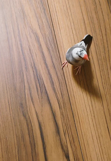 遠くの鳥 