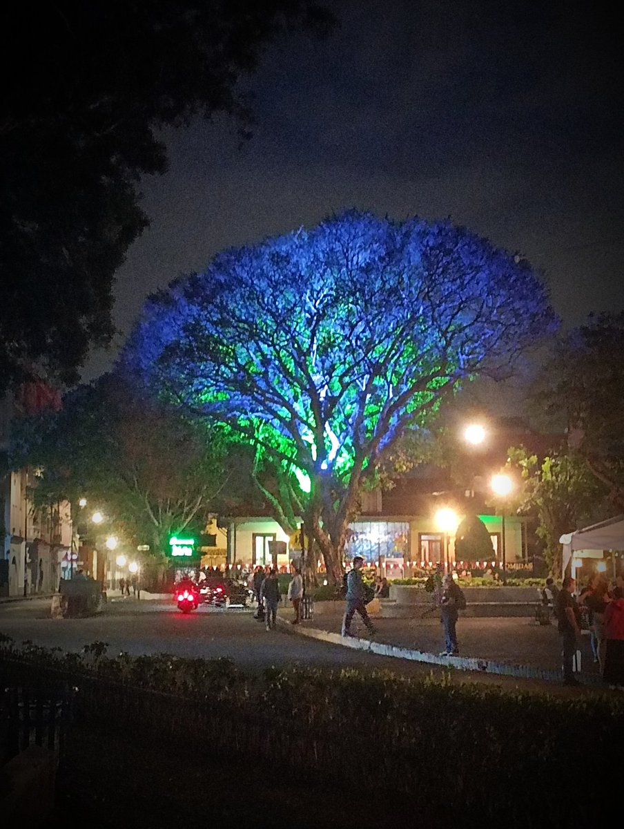 josef_arias_02's tweet photo. Árbol de jacaranda iluminado en el transitarte en el Parque Morazán de San José.
#transitarte #SanJosé
#CostaRica https://t.co/jlqkbaFmCR