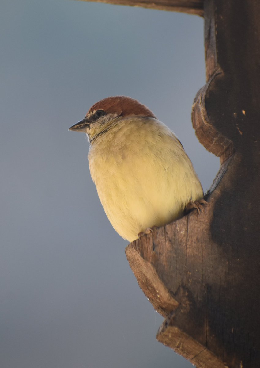 FarhanListen's tweet photo. Russet Sparrow
📍 Limber Wildlife Sanctuary
📸 Farhan Lone
#jkbirdwatchersclub
#kazinag
#ecotourism #birdsofkashmir
@World_Wildlife @NWF @NatGeo @NatGeo @WildlifeTrusts @wti_org_india @irfanifs @Junaidbhatphoto @faza_zainab @NikonIndia @NatGeoPhotos https://t.co/twwQS186Rh