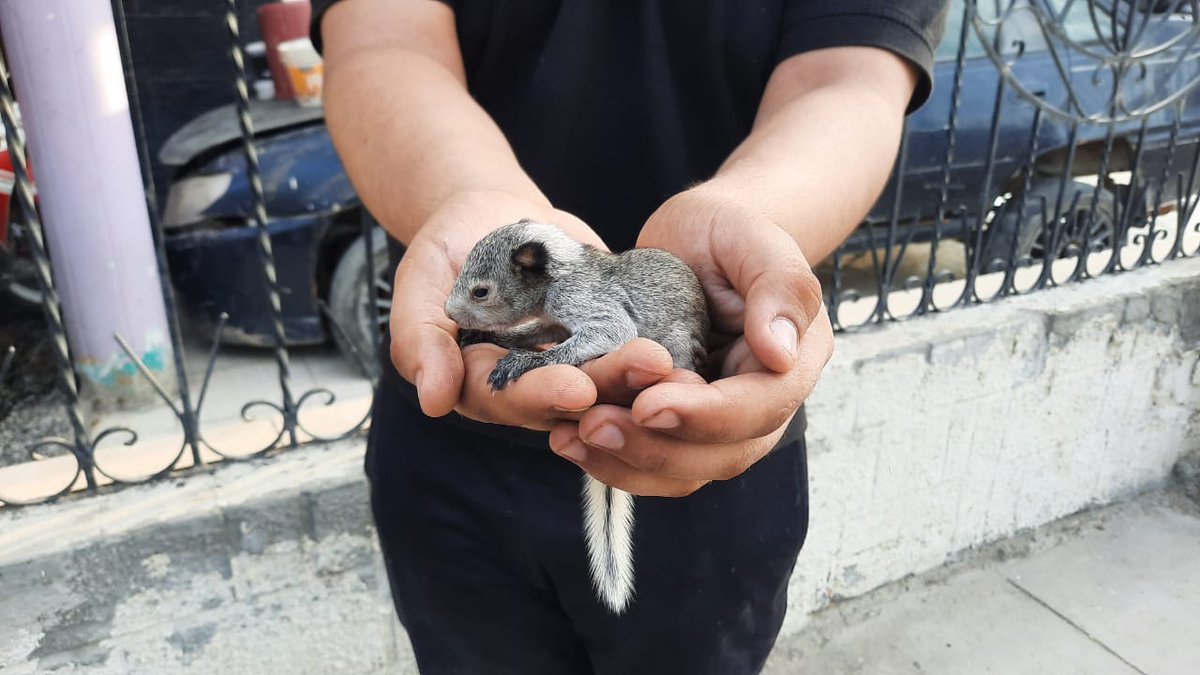 NorteSostenible's tweet photo. #Urgente Ardillas bebés caen de los árboles del parque Néstor Martos, en Piura, donde se construye el Parque de las Aguas, perturbadas por la maquinaria pesada de la zona. Urge que sean puestas a buen recaudo @SerforPeru @MinamPeru https://t.co/wzpSg7mYUH