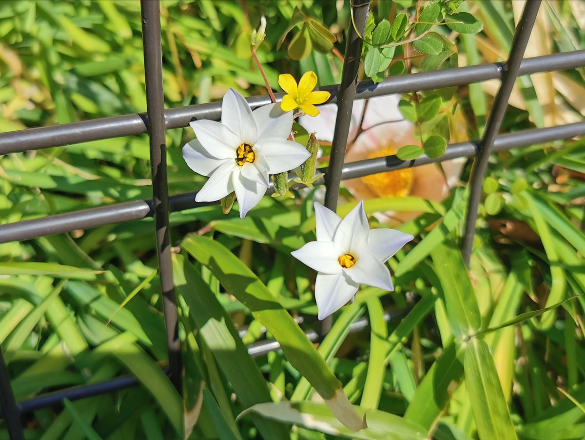 wagashisweeets's tweet photo. 白い花は花にら？　黄色の小さい花はグーグルレンズ先生によると庭セキショウ ブラキバスという花に似ている。 https://t.co/qRFnK9xnLm