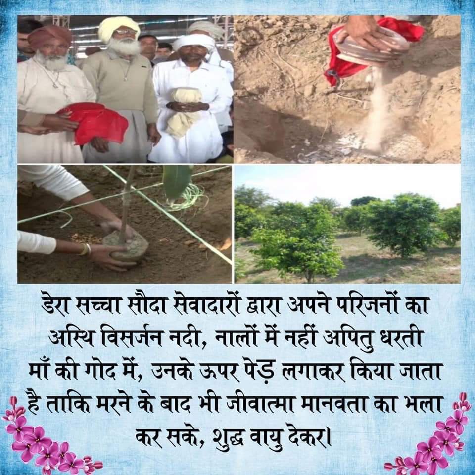 There is a trend of immersing the ashes in river drains after death, which pollutes environment somewhere. This was changed by Saint MSG Insan Now, instead of shedding the ashesDSS followers plant saplings on them, which in future Will purify the environment #अस्थियों_से_परोपकार