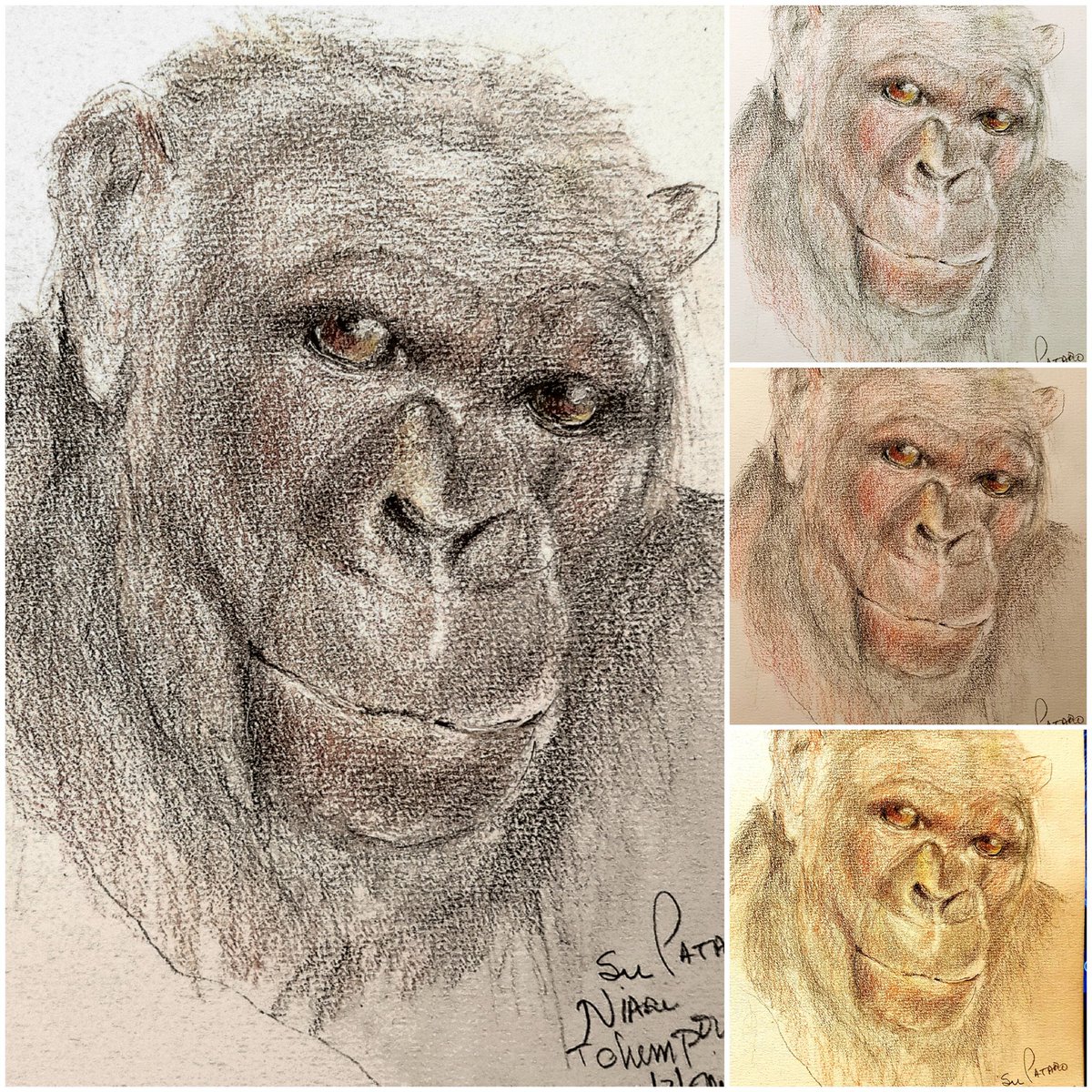 PataroSusana's tweet photo. Niari. Uno de los primeros chimpances recibidos en el centro de rehabilitacion de #Tchimpounga fundado por #JaneGoodall en 1993 para recibir víctimas del tráfico ilegal decomisadas por las autoridades. #chimpanzeesarenotpets #4everwild #drawing #advocacyforapes #congobrazzaville