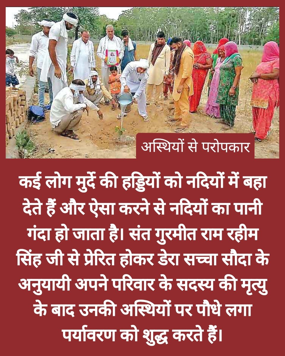 Many people throw the bones into the rivers and by doing this the water of the rivers becomes dirty.Inspired by Saint Dr. MSG Insan,followers of dera Sacha Sauda plant saplings on the bones of their family member after their death. #अस्थियों_से_परोपकार