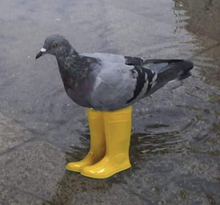 pigeonboots's tweet image. The boots stay on $pigeon
