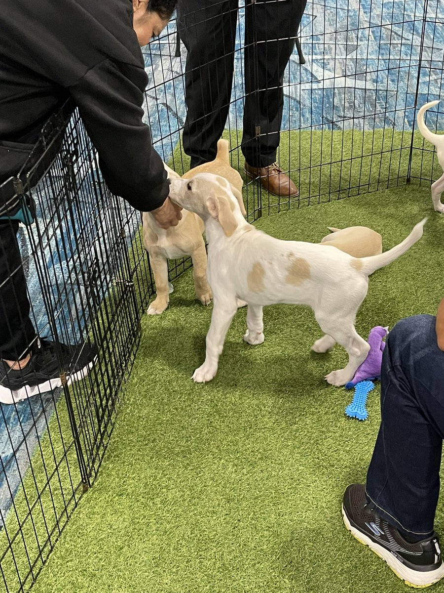 CHillerTomatoes's tweet photo. One of the perks of attending conferences like #ICBALive is getting to hang out with Lord Stanley’s Cup, colleagues new and old, and puppies! https://t.co/9WkTPDCE9g