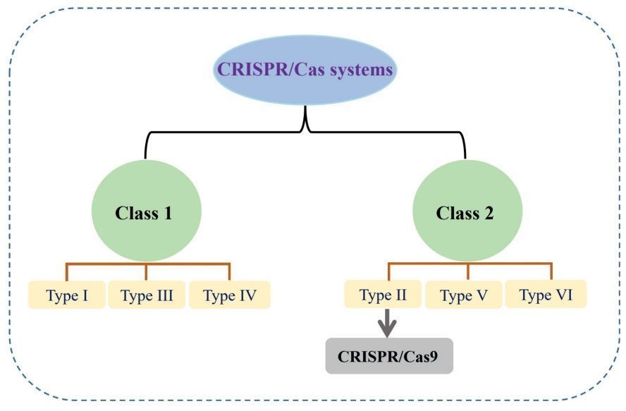 Genome editing (CRISPR/Cas9) in plant disease management: challenges and future prospects plantprotection.pl/Genome-Editing… #plantscience ♻️