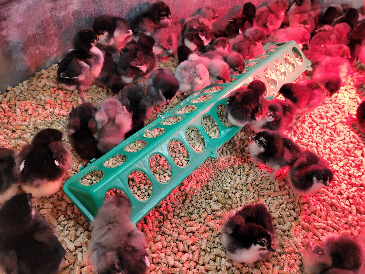 Calling everysheepy!  I need your help convincing <a href="/Snopuff/">Snopuff</a> to let me get chickens!  They're so cute 😭😭😭