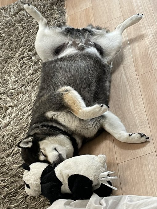 もらったおもちゃと寝る犬
片付けない絶対 