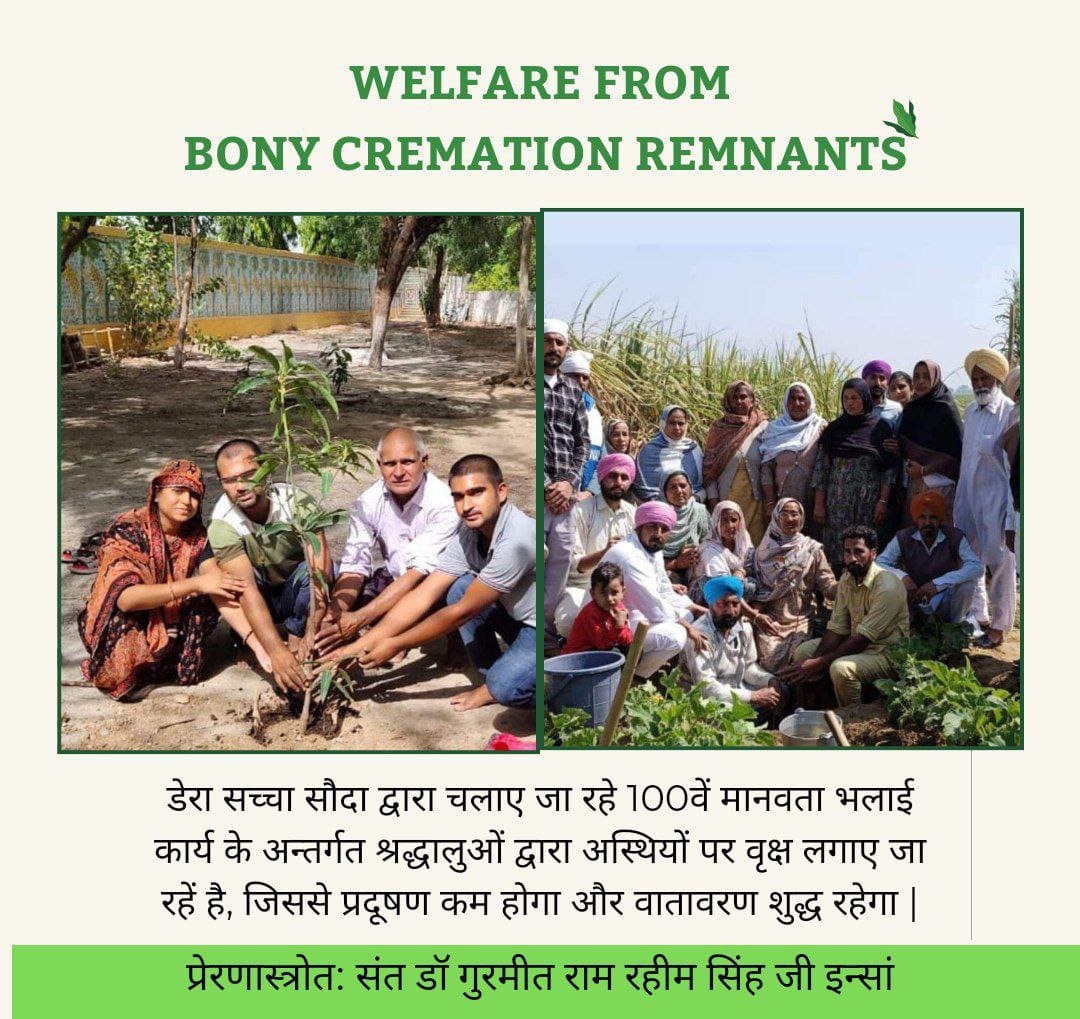 Human bones are rich in Potassium, Phosphorus & vitamins which help in the fast growth of plants. Planting trees on bone ashes & store the memories of your beloved one. Dera Sacha Sauda volunteers conserve environment with #अस्थियों_से_परोपकार under guidance of Saint MSG Insan.