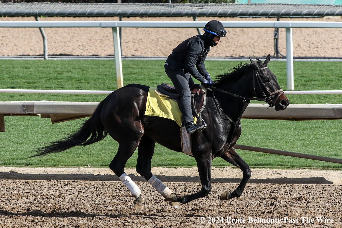 Anisette galloping this morning.