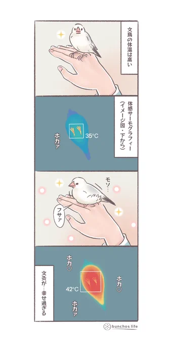 手に触れたお腹が温か過ぎて幸福度が高い(↓ツリーにオマケあり)
#文鳥 
#4コマ漫画 