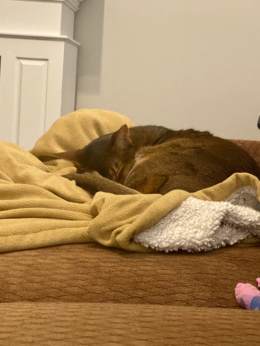 ClaireCre8tes's tweet image. 🥺 She’s just a little baby! 

#EmmaCat #Cats #CatsofTwitterX