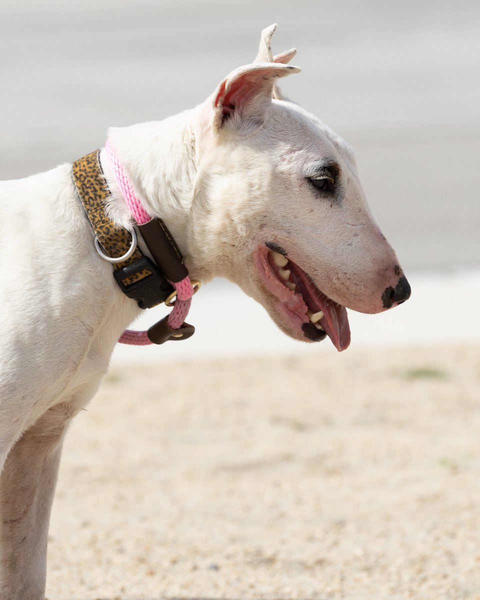Meet Artemis, our heartwarming Bull Terrier! 🌟 With a spirit as bold as her name, Artemis seeks a loving foster or forever home. She's playful, affectionate, and ready for adventures. Prefers being the only pet. 🐾

californiapawsrescue.org