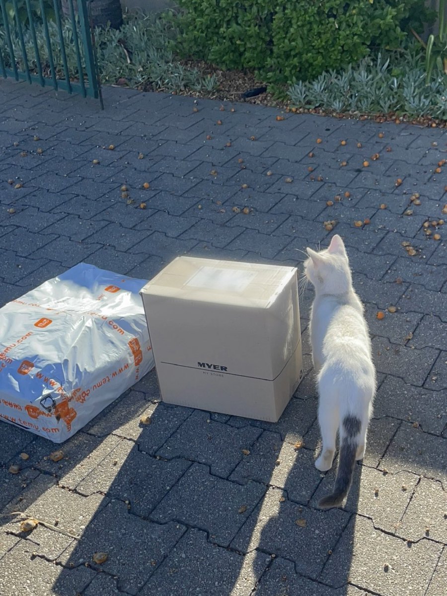 half_straycat's tweet photo. Thanks for all my deliveries, courier 🩷
🚚💨💨📦
Is it my food ⁉️
#uber #AustraliaPost #DHL #sendle #cat #catlife #halfstraycat #whitecat #blackcat #lovelycat #pawpads #cattastic #catoftheday https://t.co/tQMr41mKYc