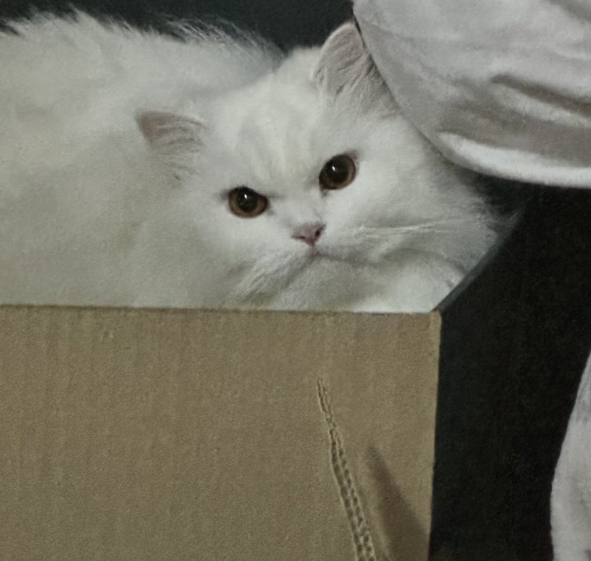 นีนี่ฮุนฮุนเป็นน้องพี่หมี🐻🐱 tweet media