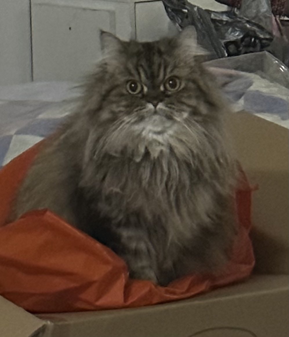 นีนี่ฮุนฮุนเป็นน้องพี่หมี🐻🐱 tweet media