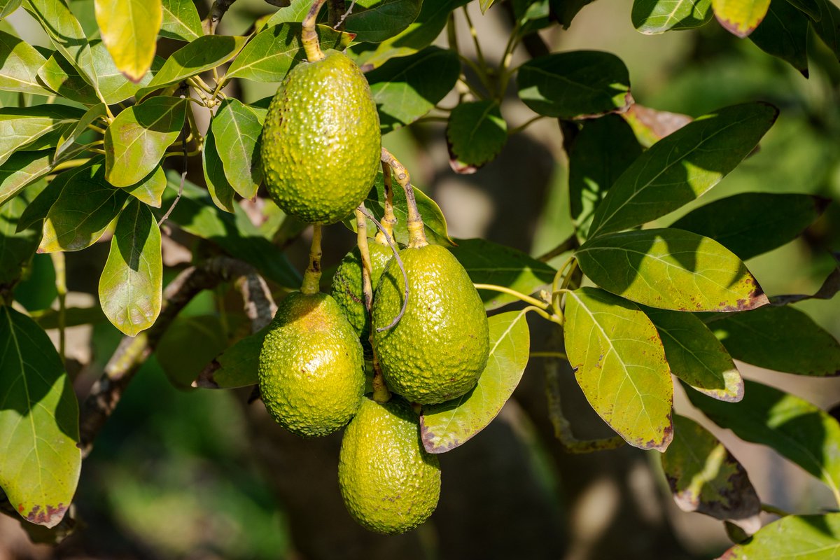 📷📷 ¡Los cultivos de aguacate en México son un tesoro verde que alimenta el  mundo! Con su clima propicio y tierras fértiles, México se destaca como  el principal productor de aguacate a nivel mundial.