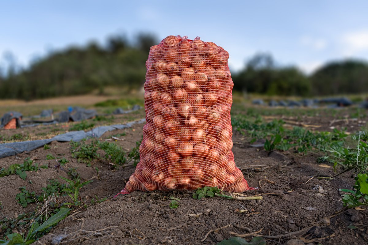📷📷 En México, la cebolla es uno de los cultivos hortícolas más  importantes. Con una producción que abarca diversas regiones del país,  este bulbo aromático no solo enriquece nuestra gastronomía, sino que  también impulsa la economía agrícola nacional.