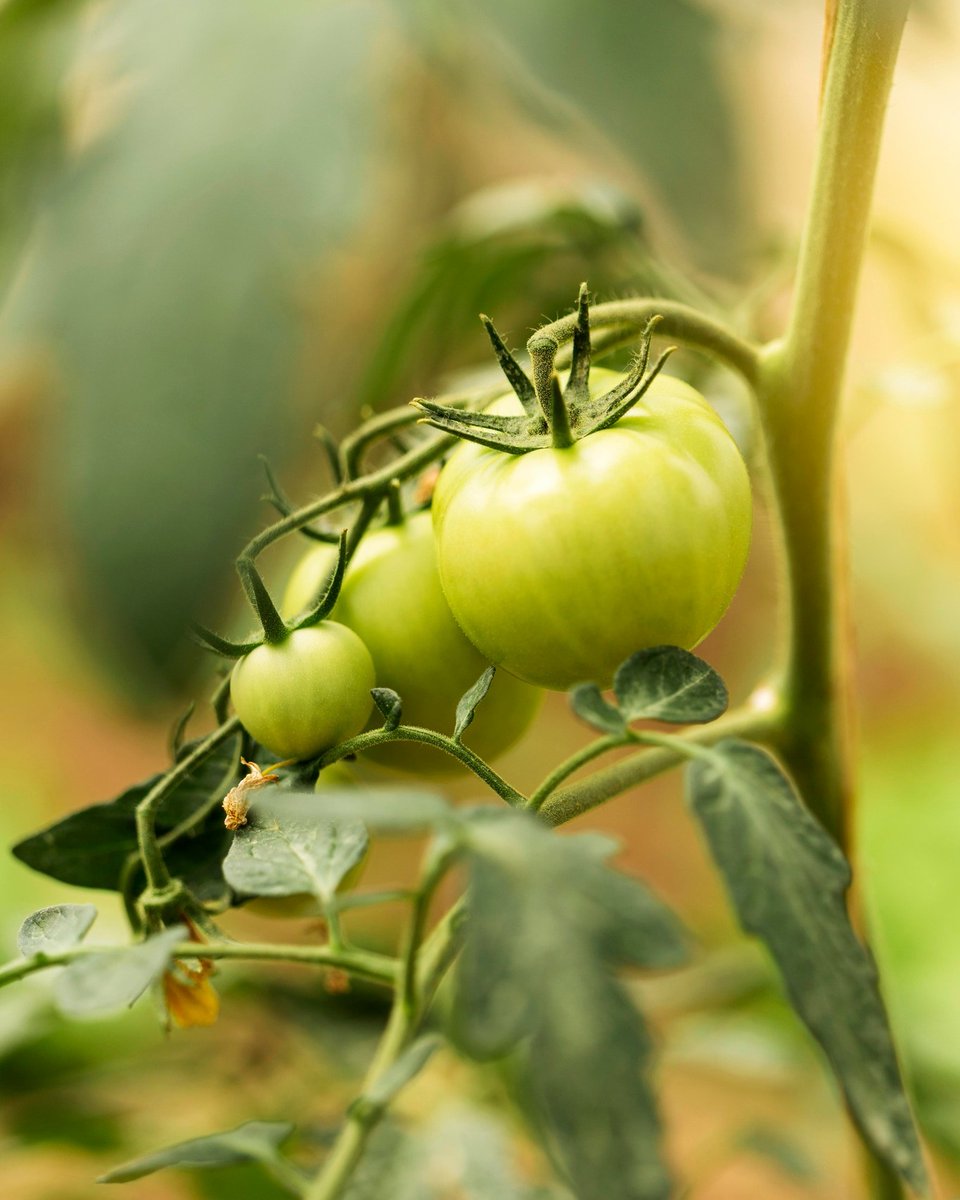 📷📷 México es un gigante en la exportación de tomate, siendo uno de los  principales proveedores a nivel mundial.