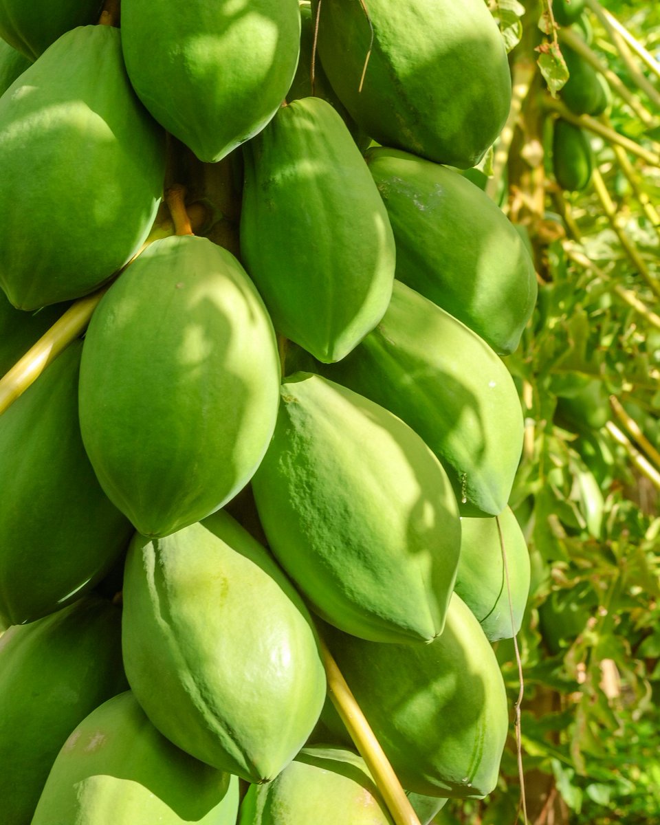 En  México, la exportación de papaya es un motor clave de la economía  agrícola. Los principales estados exportadores incluyen Veracruz,  Chiapas, Campeche, Quintana Roo y Yucatán.