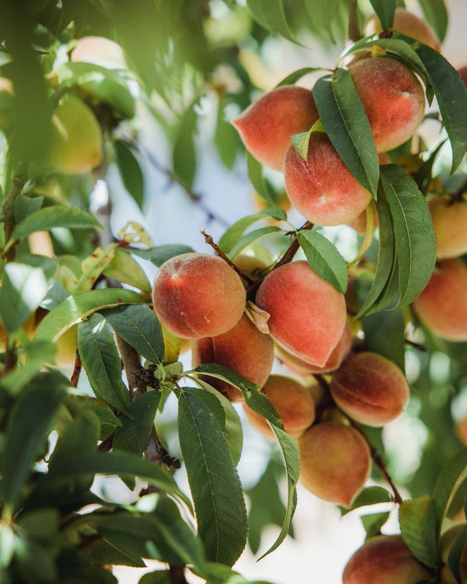 📷📷 México destaca en la exportación de durazno, siendo los principales  estados exportadores Chihuahua, Michoacán, y Puebla.