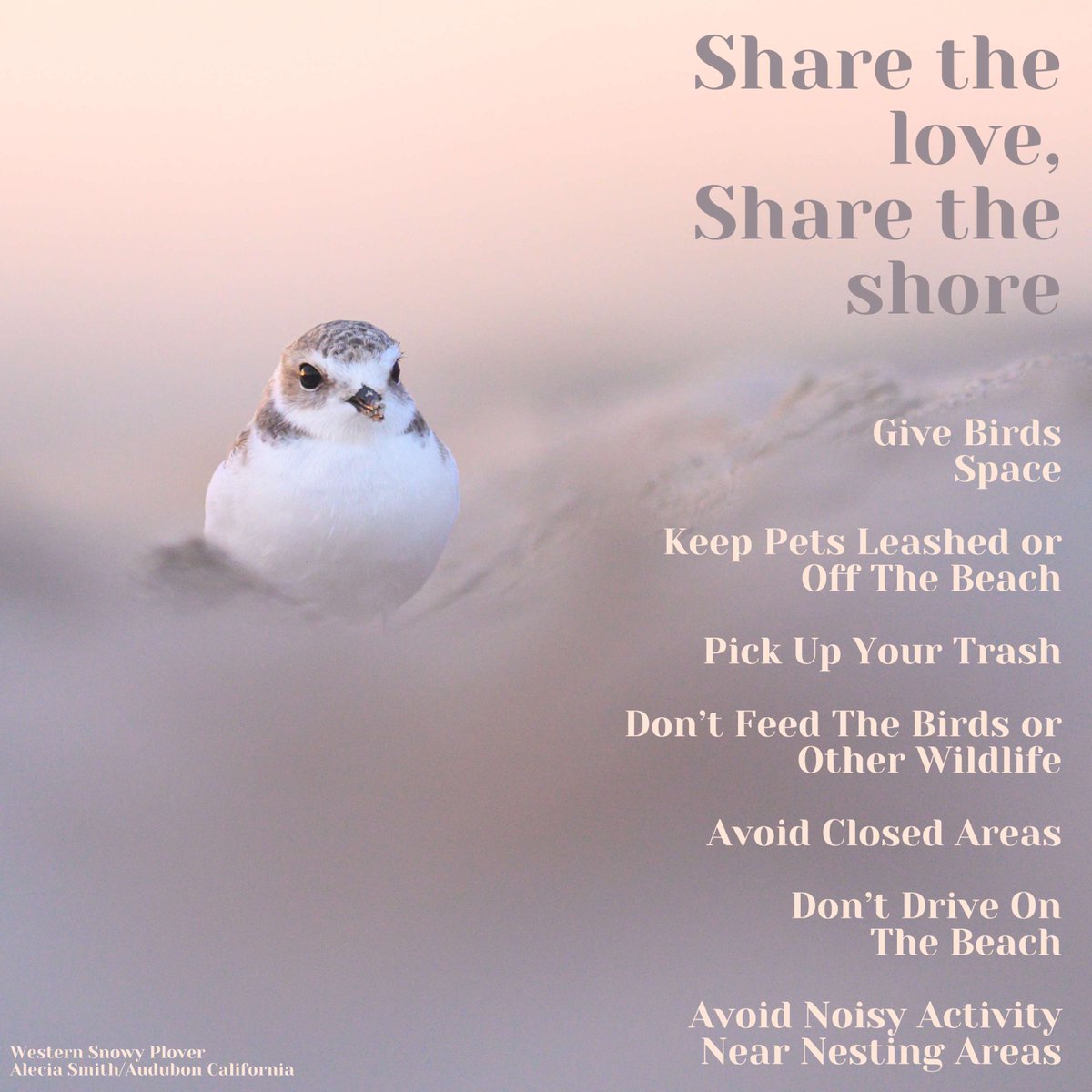 Audubon California tweet media