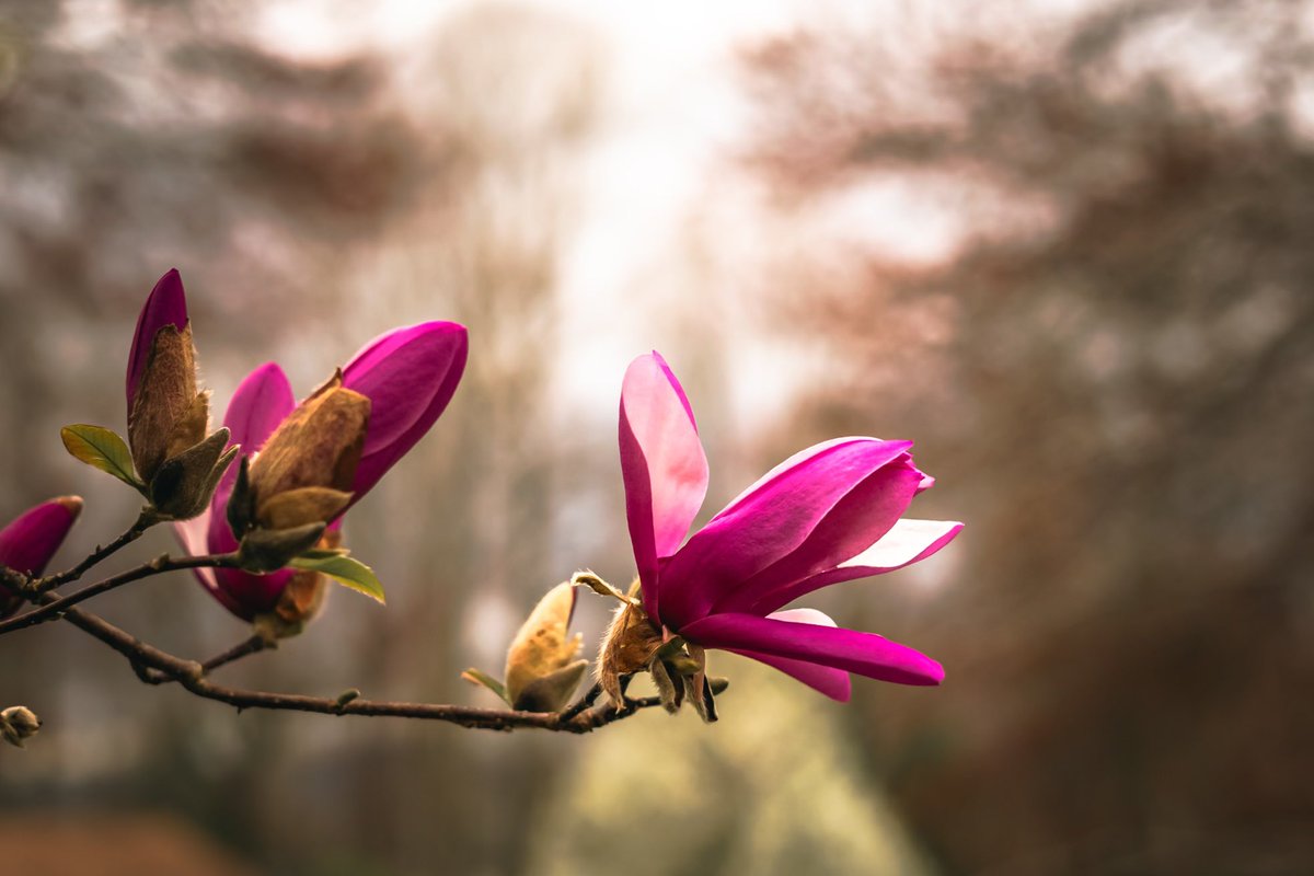 Snapped by Carson tweet media