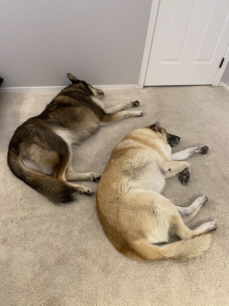 actlikebarbara's tweet photo. I bring you: synchronized napping https://t.co/v2thm6U0en