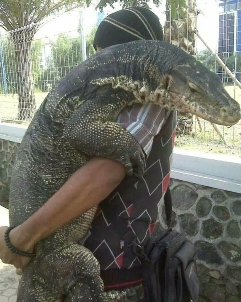 EnsedeCiencia's tweet photo. — ¿Así vas Komodo?
— Chi ☺️ https://t.co/AUkVGsDGg7