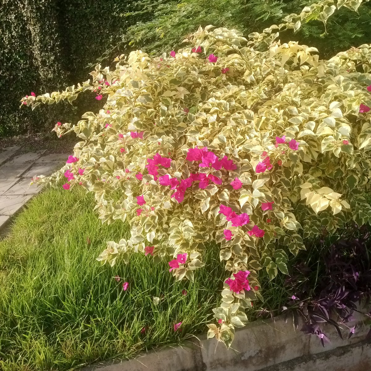 Adegbola231's tweet photo. It's flower time! 
🌺 This week's feature is the bougainvillea - a colorful tropical flower that is known for its bright petals and climbing vines. 
🌺 Bougainvilleas are easy to care for and can add a splash of color to any garden or patio. 

- #FlowerOfTheWeek
- #Bougainvillea https://t.co/vxxzZb0qpV