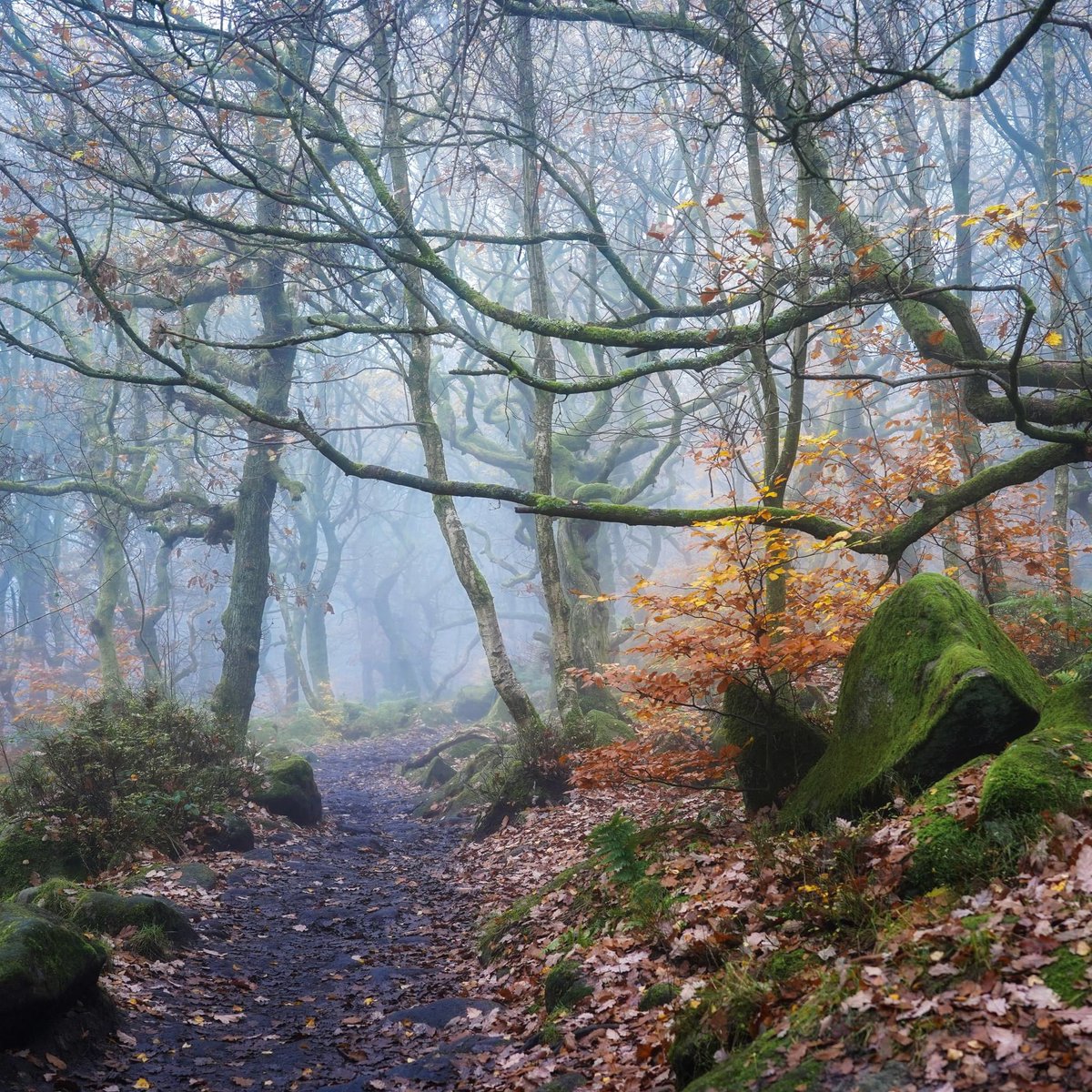 When the #peakdistrict hills are blurred with rain, creep yourself into the old woods. Here you'll find a different world, where your footsteps are quiet on the damp paths, the twisted branches shelter you and the colours glow even more brightly in the soft air.