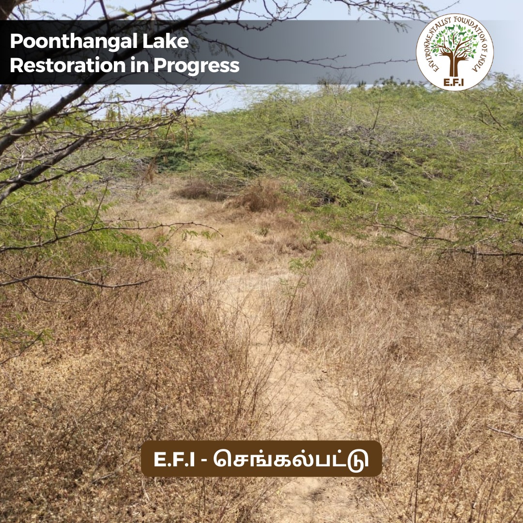 EFIVolunteer's tweet photo. Restoration Update!
Environmentalist Foundation of India, along with the Chengalpattu District Administration, is restoring Poonthangal Lake at Kelambakkam. This formerly dry area will be transformed into a new ecosystem.
#TogetherTowardsTomorrow #BlueGreenProject https://t.co/AuWfWA5gyS