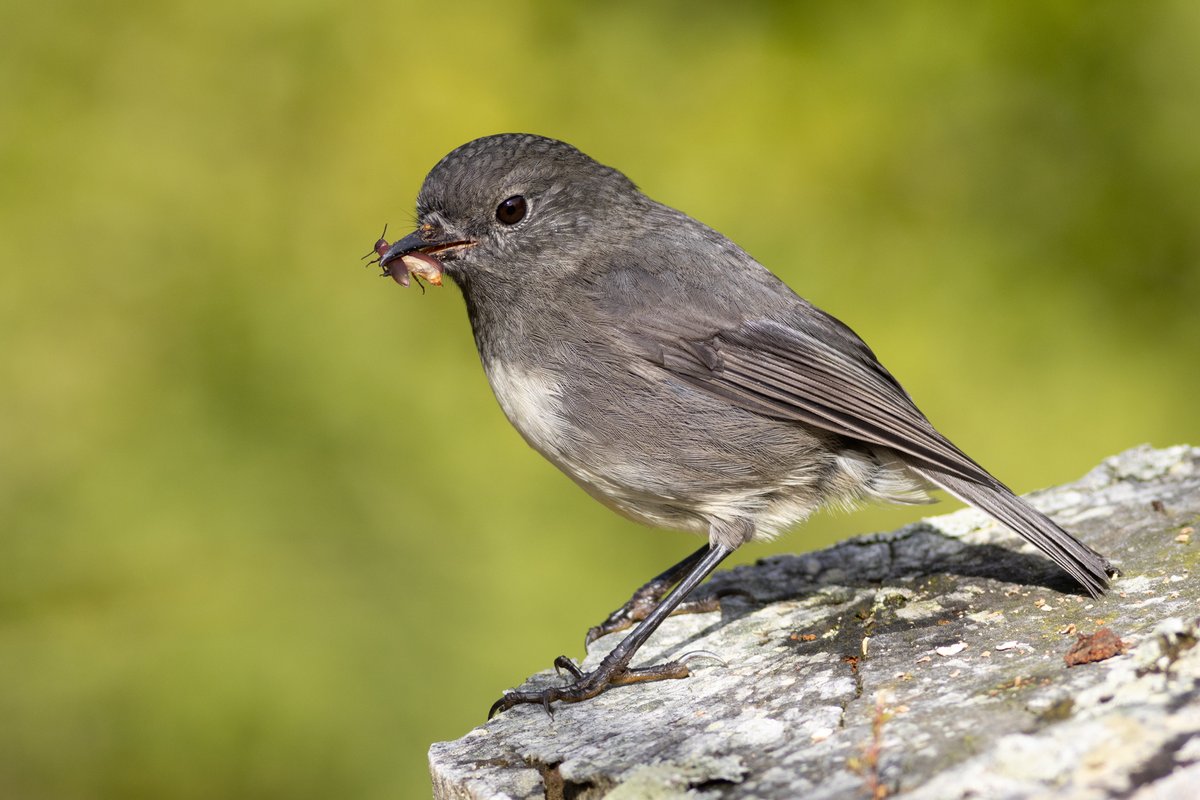 A kakaruwai (South Island robin) with a tasty beetle. #birdphotography #TwitterNatureCommunity #birds #nzbirds #wildlifephotography #NaturePhotography #BBCWildlifePOTD #ThePhotoHour #PhotoOfTheDay #BirdsSeenIn2024 #SouthIslandRobin #NewZealandRobin #robin #OrokonuiEcosanctuary