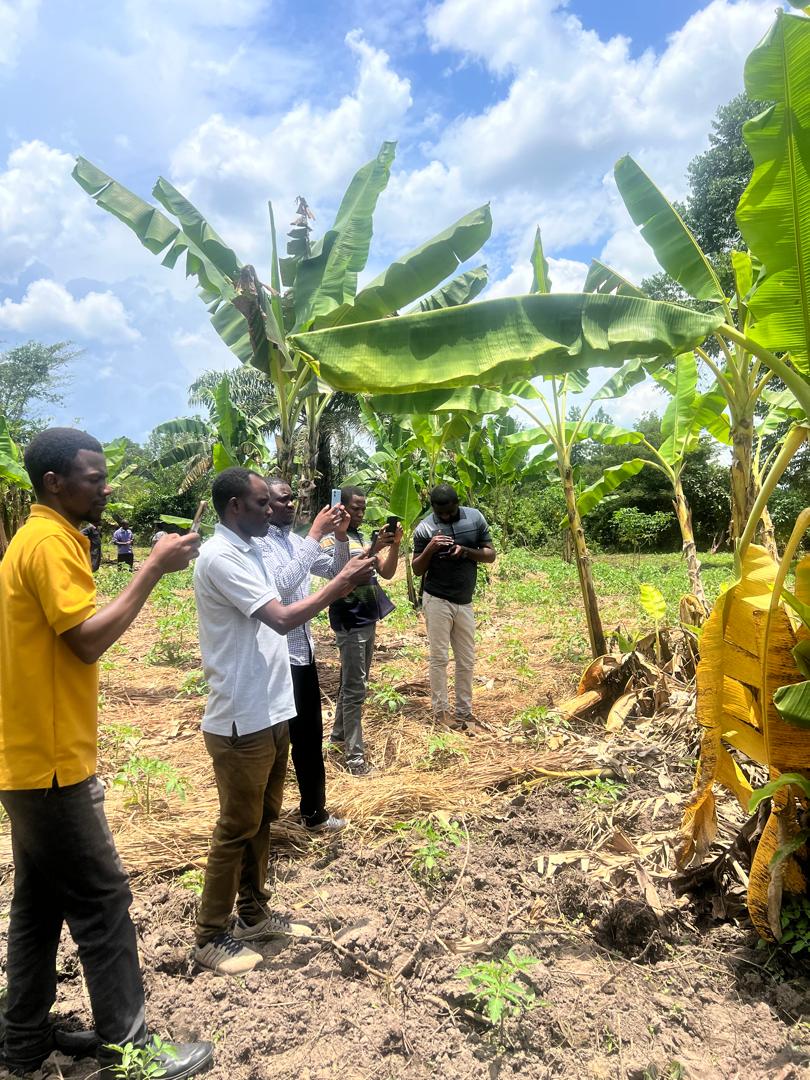 JonasNickas's tweet image. Exciting field work with TOSCI &amp;amp; TARI testing Tumaini app to detect banana diseases in #LakeZone Tanzania! 🍌📱#AI #PROSSIVA #Point_of_Care_Banana_Disease_Detection