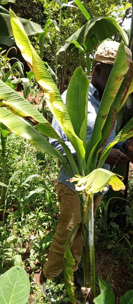 JonasNickas's tweet image. Exciting field work with TOSCI &amp;amp; TARI testing Tumaini app to detect banana diseases in #LakeZone Tanzania! 🍌📱#AI #PROSSIVA #Point_of_Care_Banana_Disease_Detection