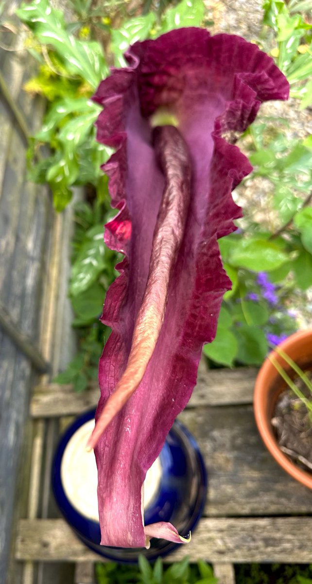 Xhells666x's tweet photo. @TVNaga01  fly eating flowers , this is mine in York uk https://t.co/wDaE3ZBk6i