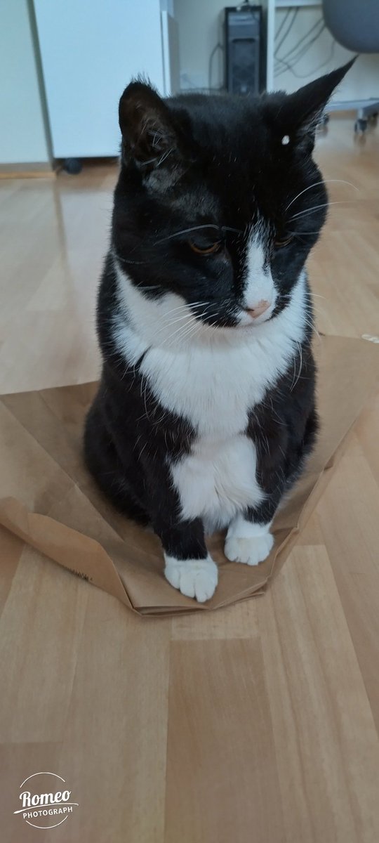 RomeoRommiePomp's tweet image. Happy #Caturday all furriends and families! I got a paper bag for Caturday, and it makes the crinkliest noises! Bliss!  Sadly snow returned this morning, but we're staying warm inside. Sending love and hugs to everyone who needs it. Have a lovely day 😽❤️🐈‍⬛ #SuperSeniorCatsClub
