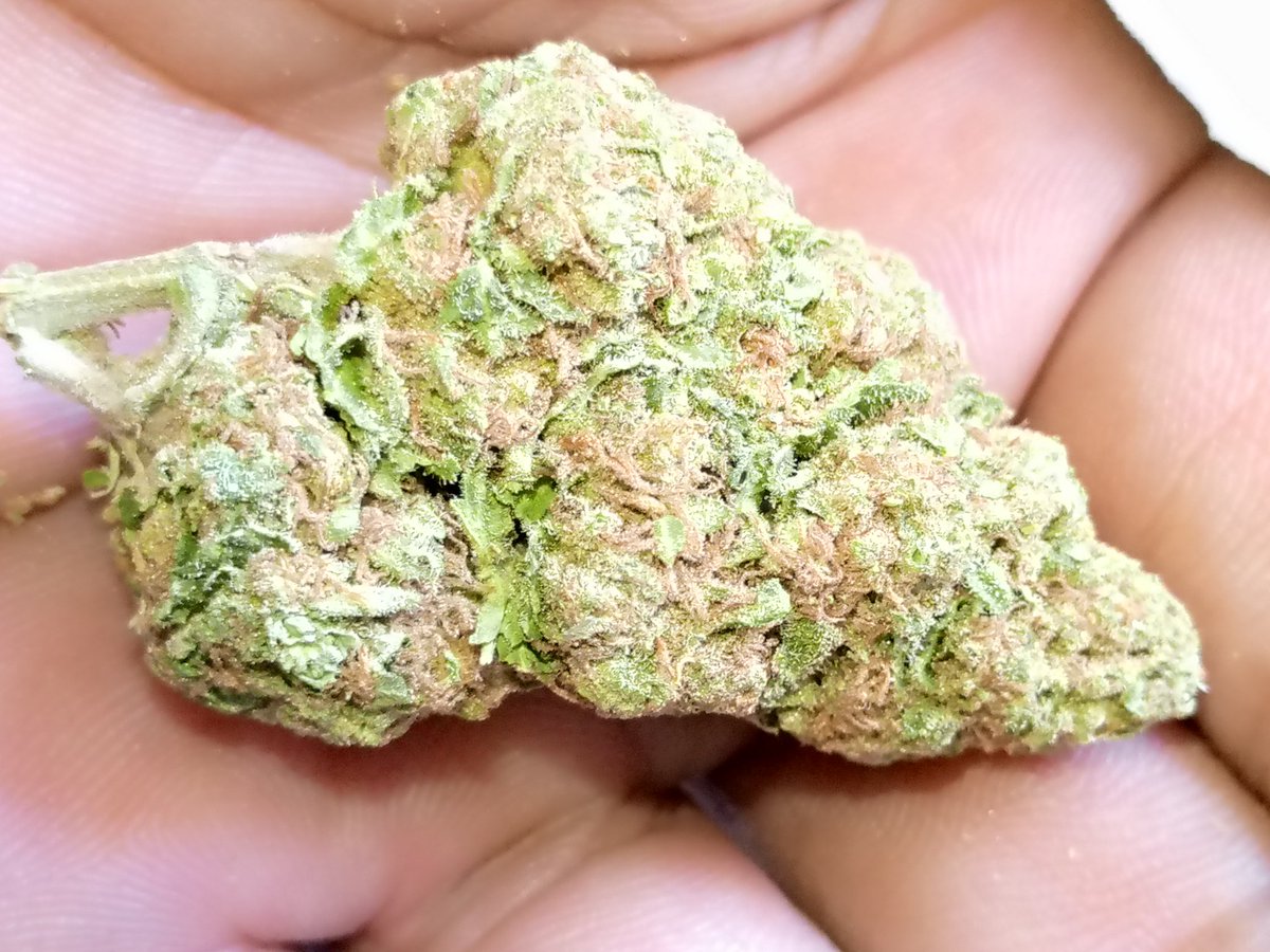 GreenButcherTH's tweet photo. Outdoor strain
Good looking big budz
100g
3500b https://t.co/dAmxyQdGWD