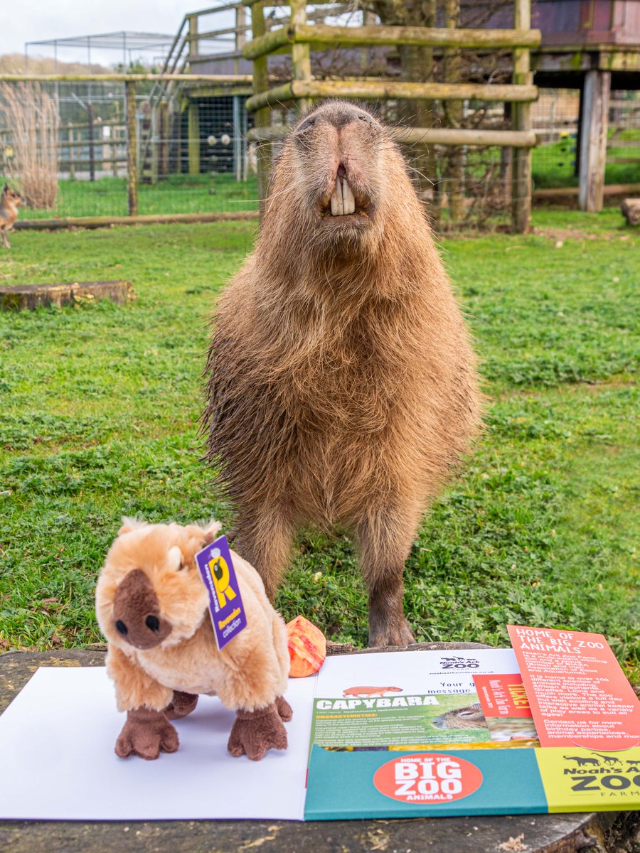 If you know someone who's wild about capybaras, and wants to help towards the care of the incredible animals here at Noah's Ark, we have the ultimate package for you! 🎁 Adopt a Capybara today and receive an exclusive Adoption Gift Package.. bit.ly/3UxkbVm #capybara