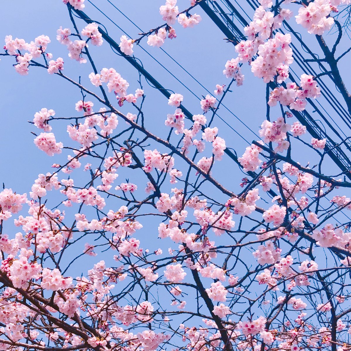 「桜咲いてた 」|🌸𝙻‌𝙰𝙱のイラスト