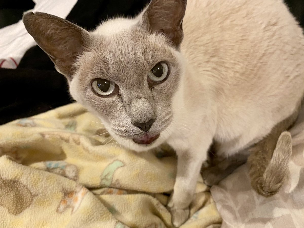 sockmerchant's tweet photo. I have a half marathon tomorrow, which means sleeping will be tough tonight. I wonder if others are having the same problem this weekend. #bm100 #kittykontent https://t.co/IVu0CdNdY5