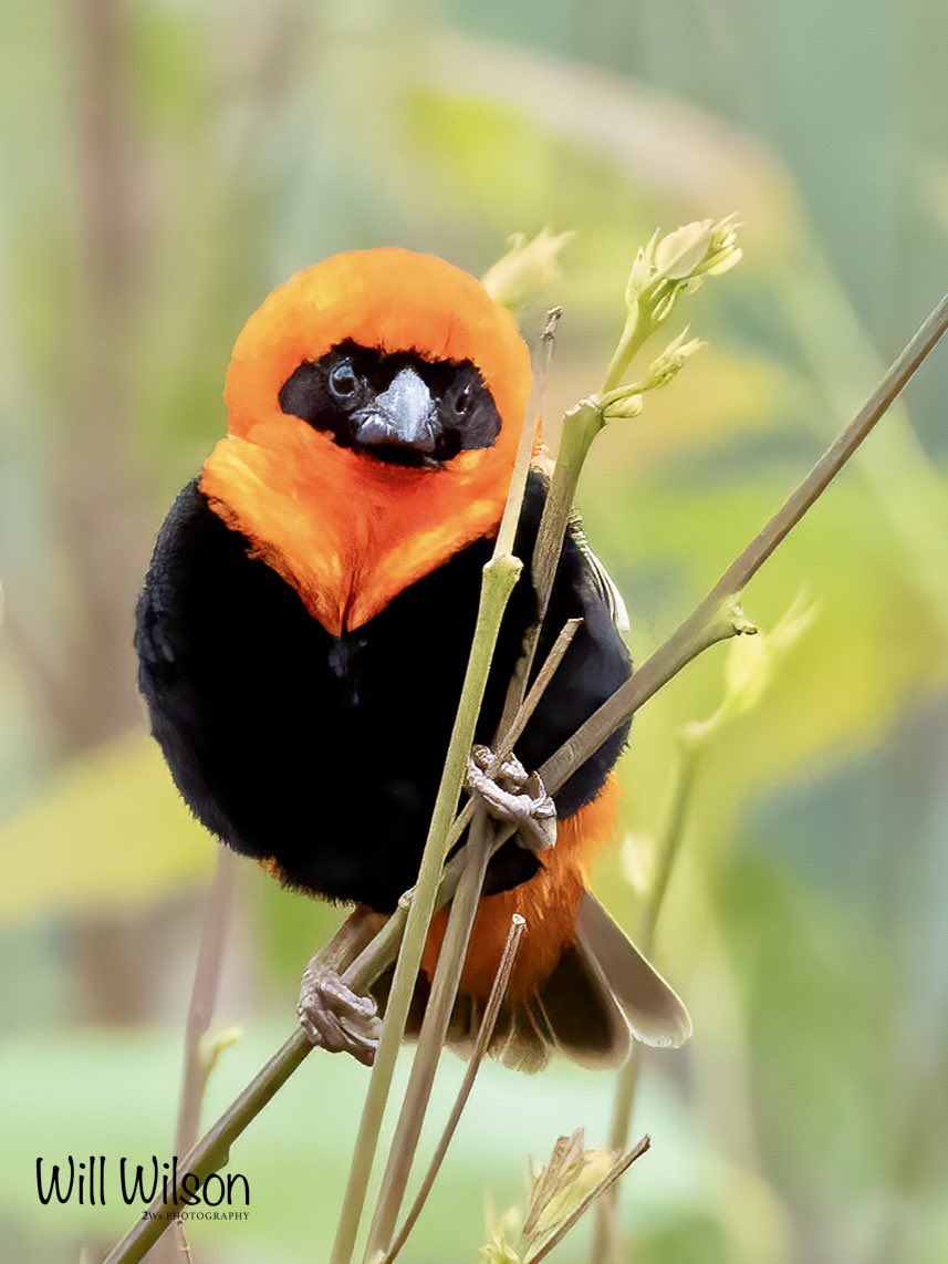 A ‘fluffed up display’ of a male Southern Red Bishop… 📍@nyandungupark in #Kigali #Rwanda #RwOX #Birds