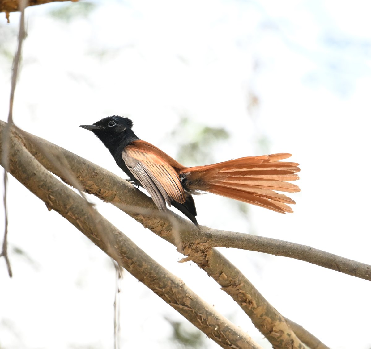 birdbrainuk's tweet image. African Paradise Flycatcher - I thought it was a great looking bird and to think it doesn't even have a full tail.... image in full breeding knick! @_OSME #ornithology @Saudibirding #SaudiArabia #birding twitched a week later too! @step_dove @jonnybirder