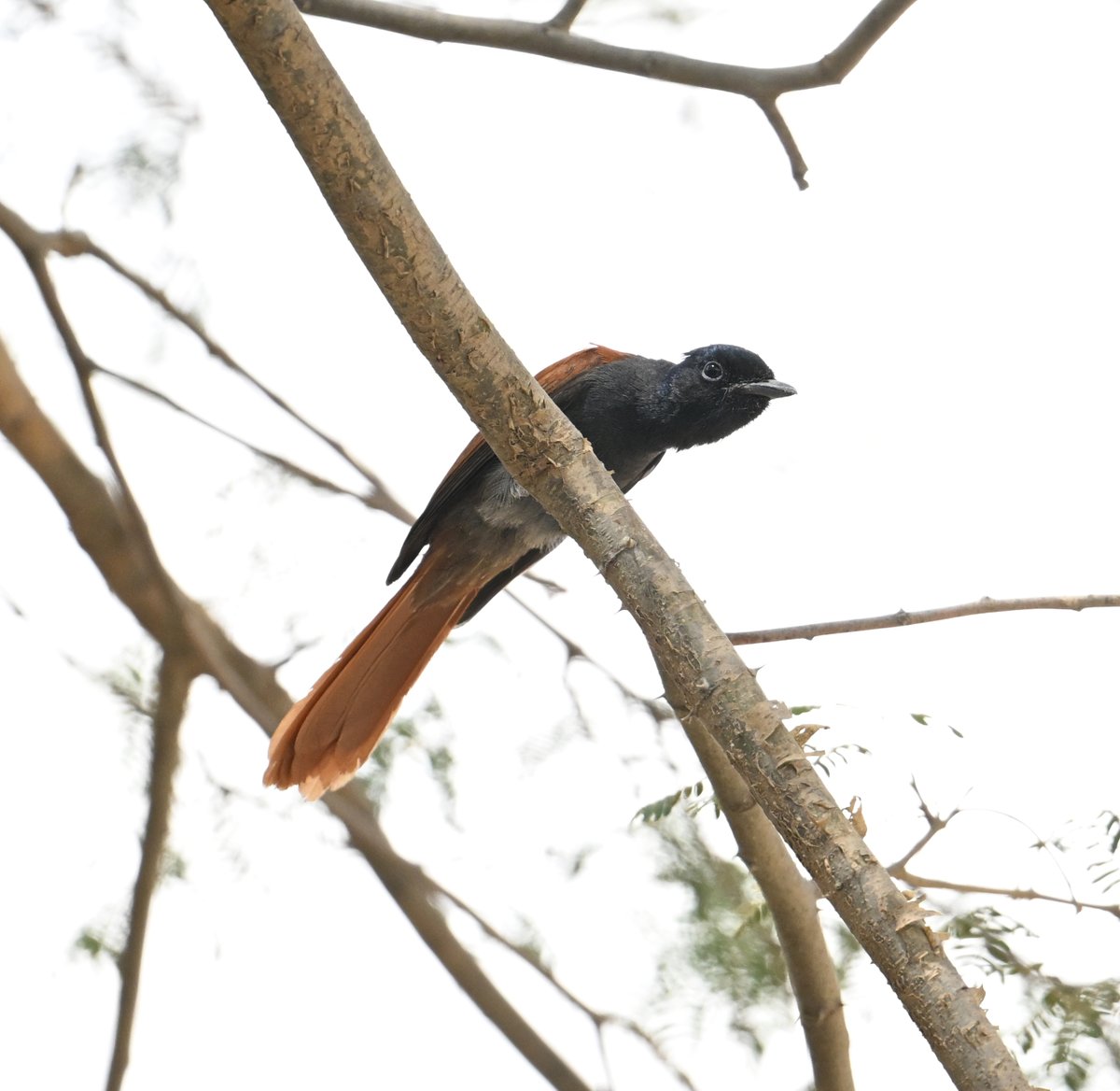 birdbrainuk's tweet image. African Paradise Flycatcher - I thought it was a great looking bird and to think it doesn't even have a full tail.... image in full breeding knick! @_OSME #ornithology @Saudibirding #SaudiArabia #birding twitched a week later too! @step_dove @jonnybirder